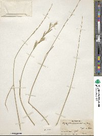 Elymus semicostatus image