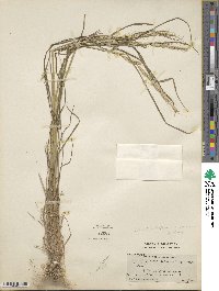 Elymus semicostatus image