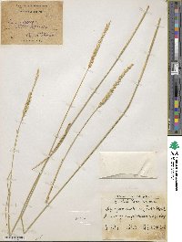 Agropyron fragile image