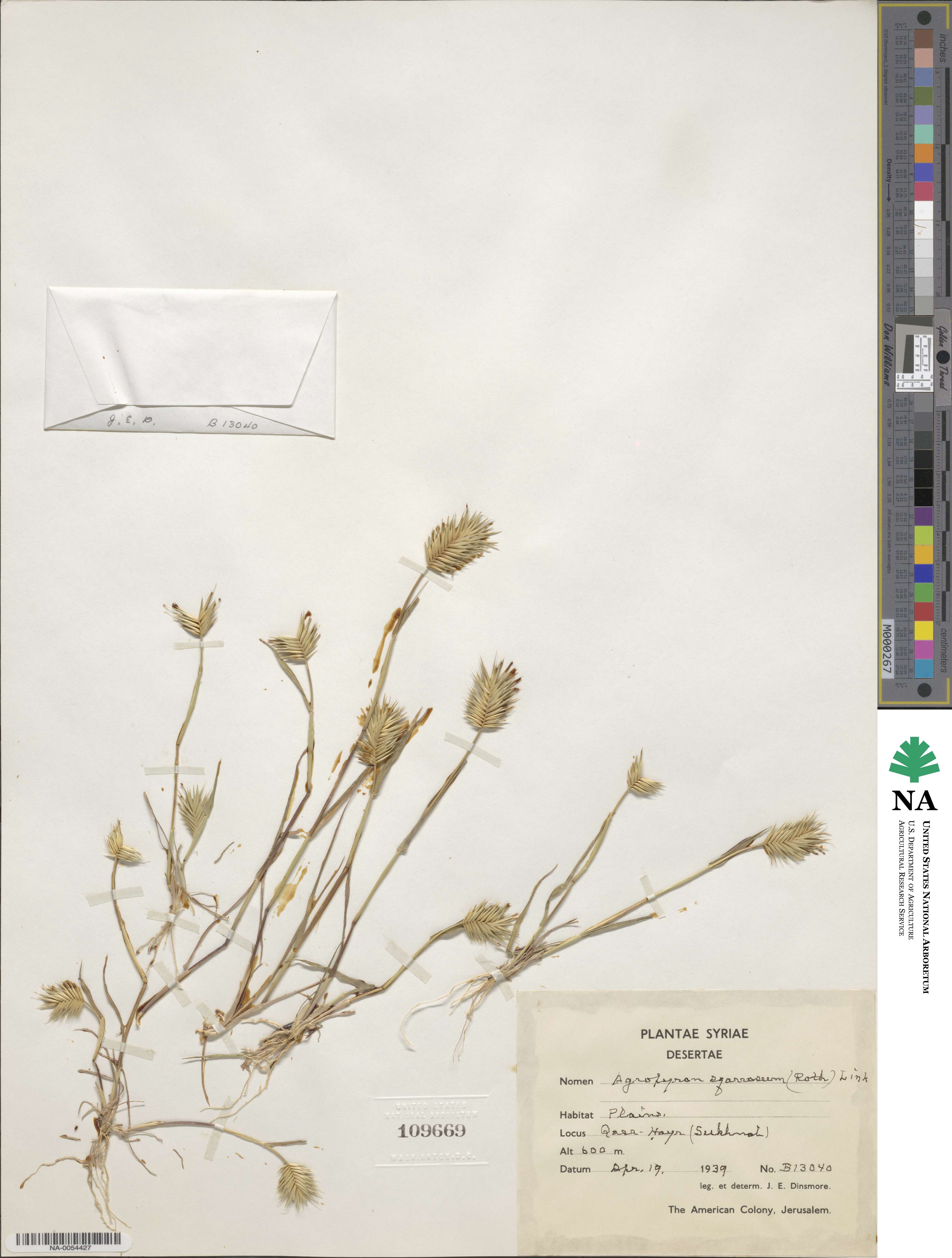 Eremopyrum bonaepartis image