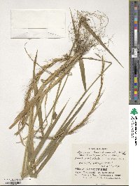 Elymus tsukushiensis image