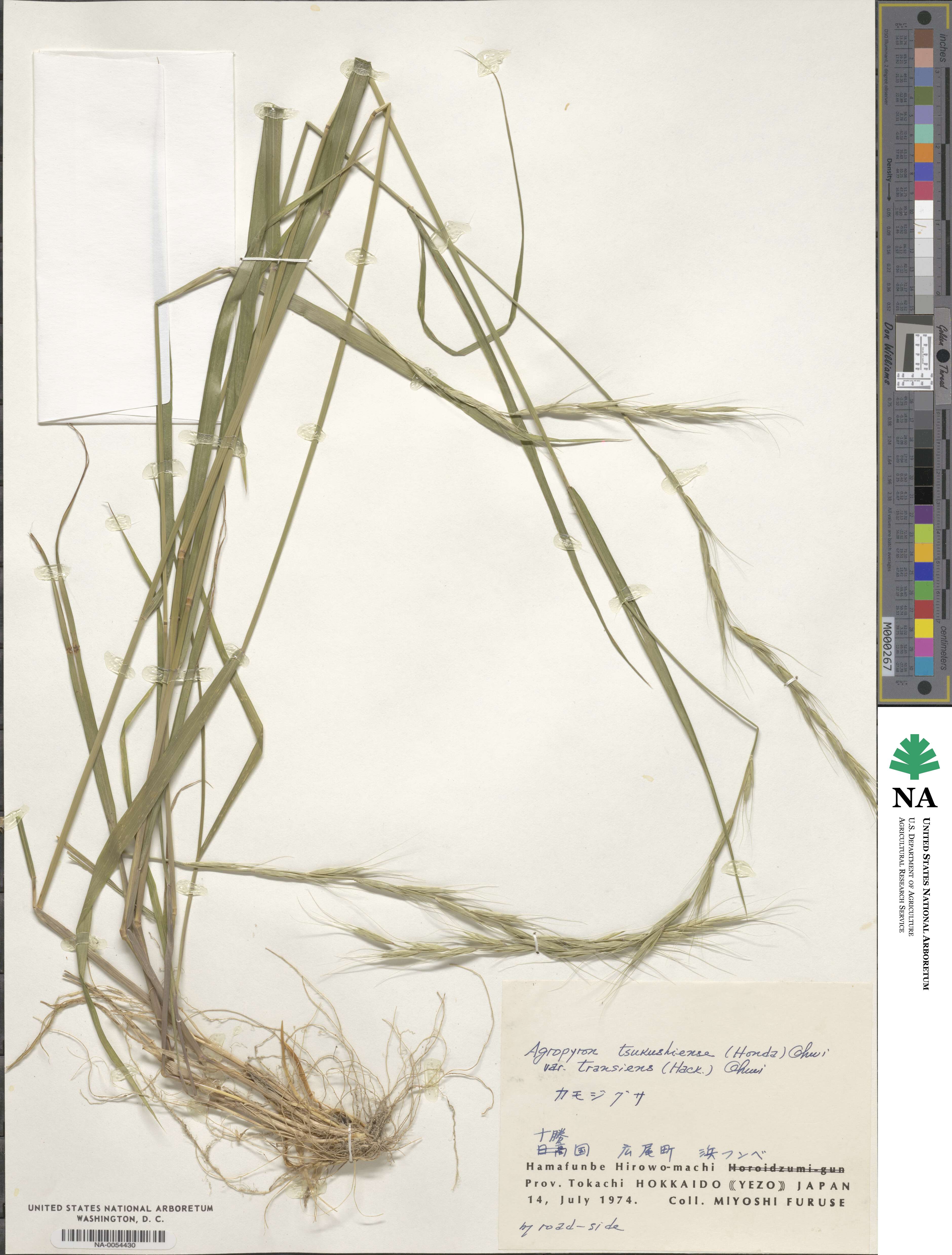 Elymus tsukushiensis image