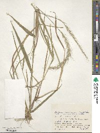 Elymus tsukushiensis image