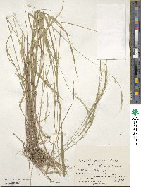 Elymus nipponicus image