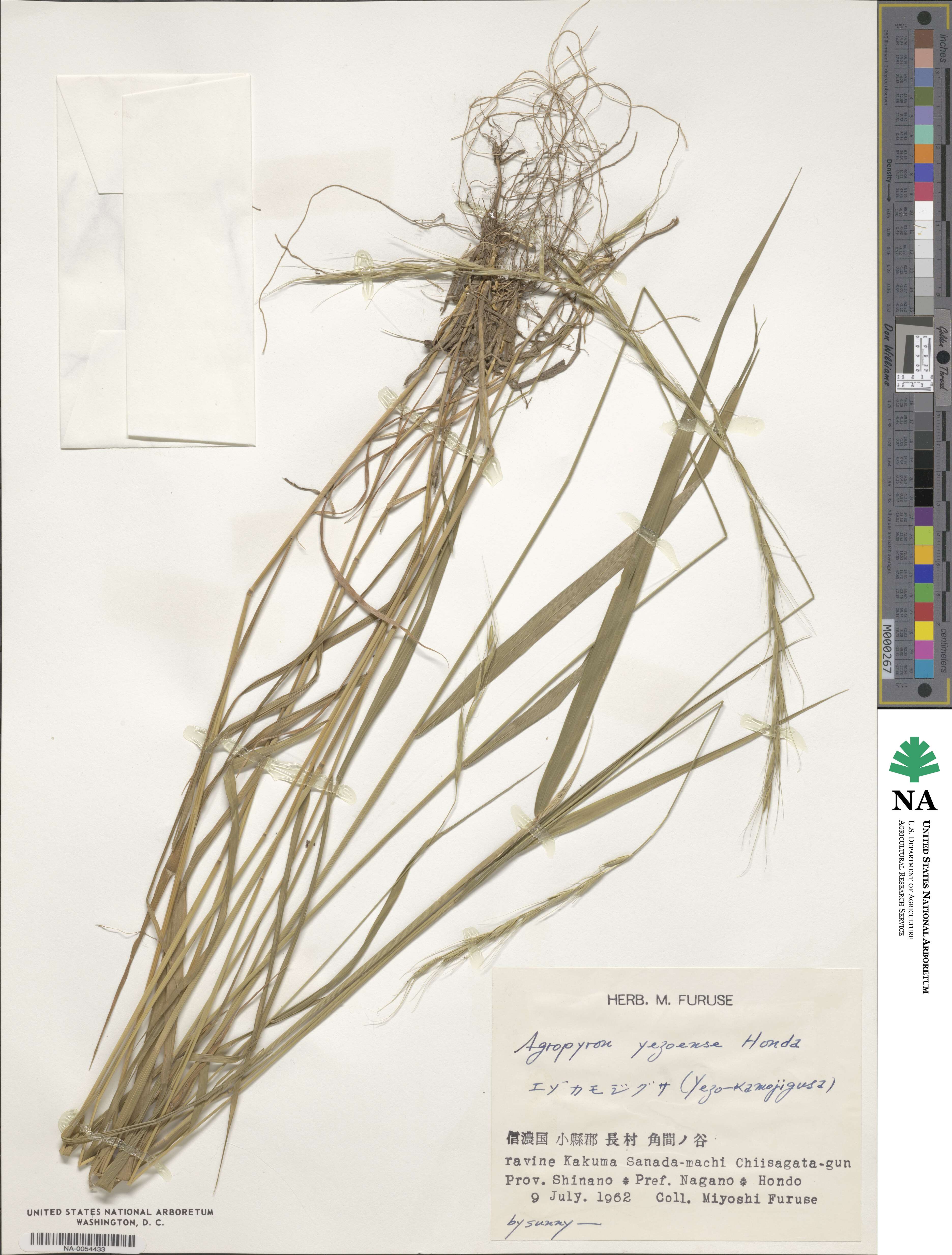 Elymus nipponicus image