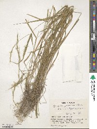 Elymus nipponicus image