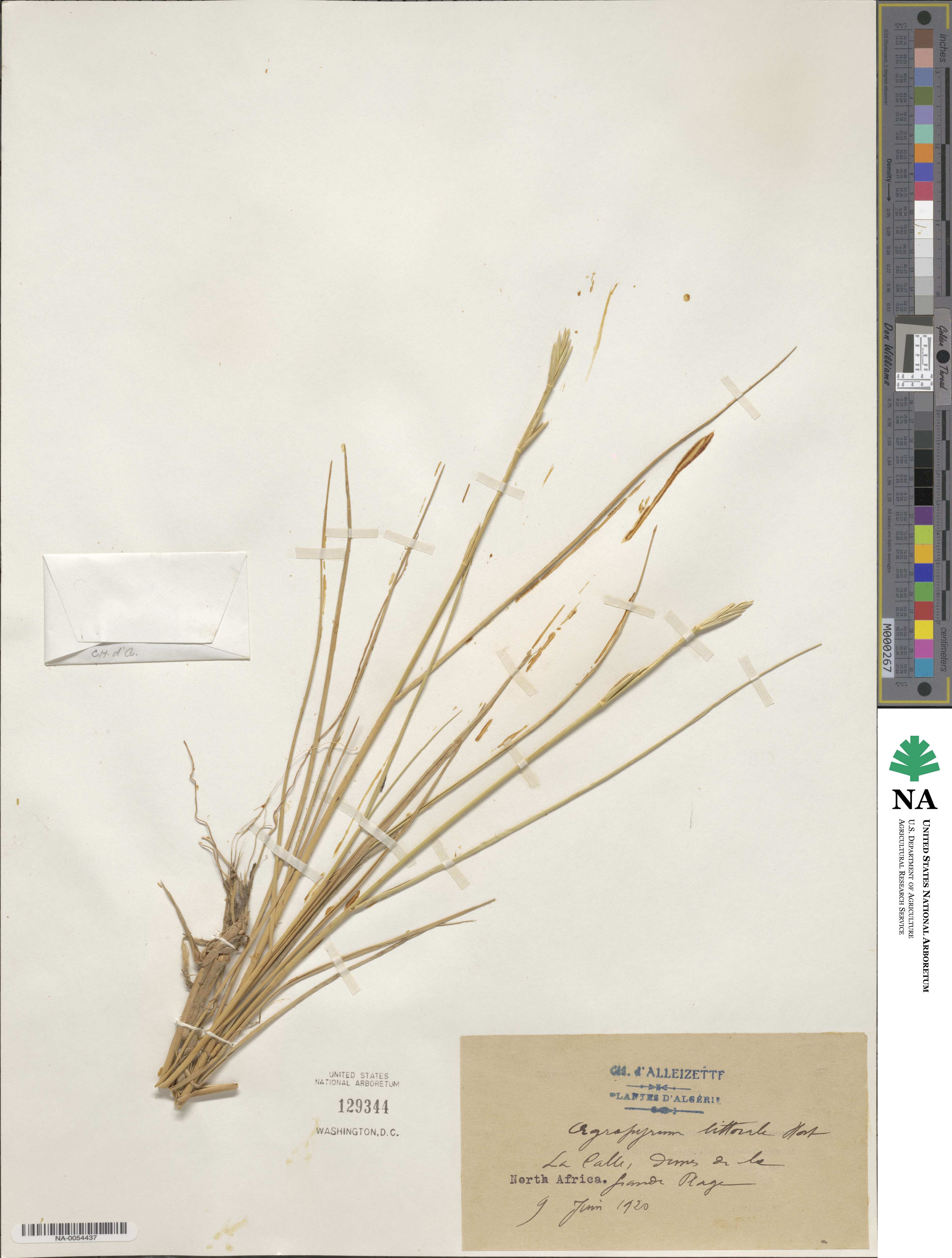 Elymus pungens image