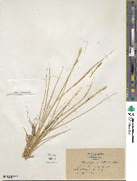 Elymus pungens image