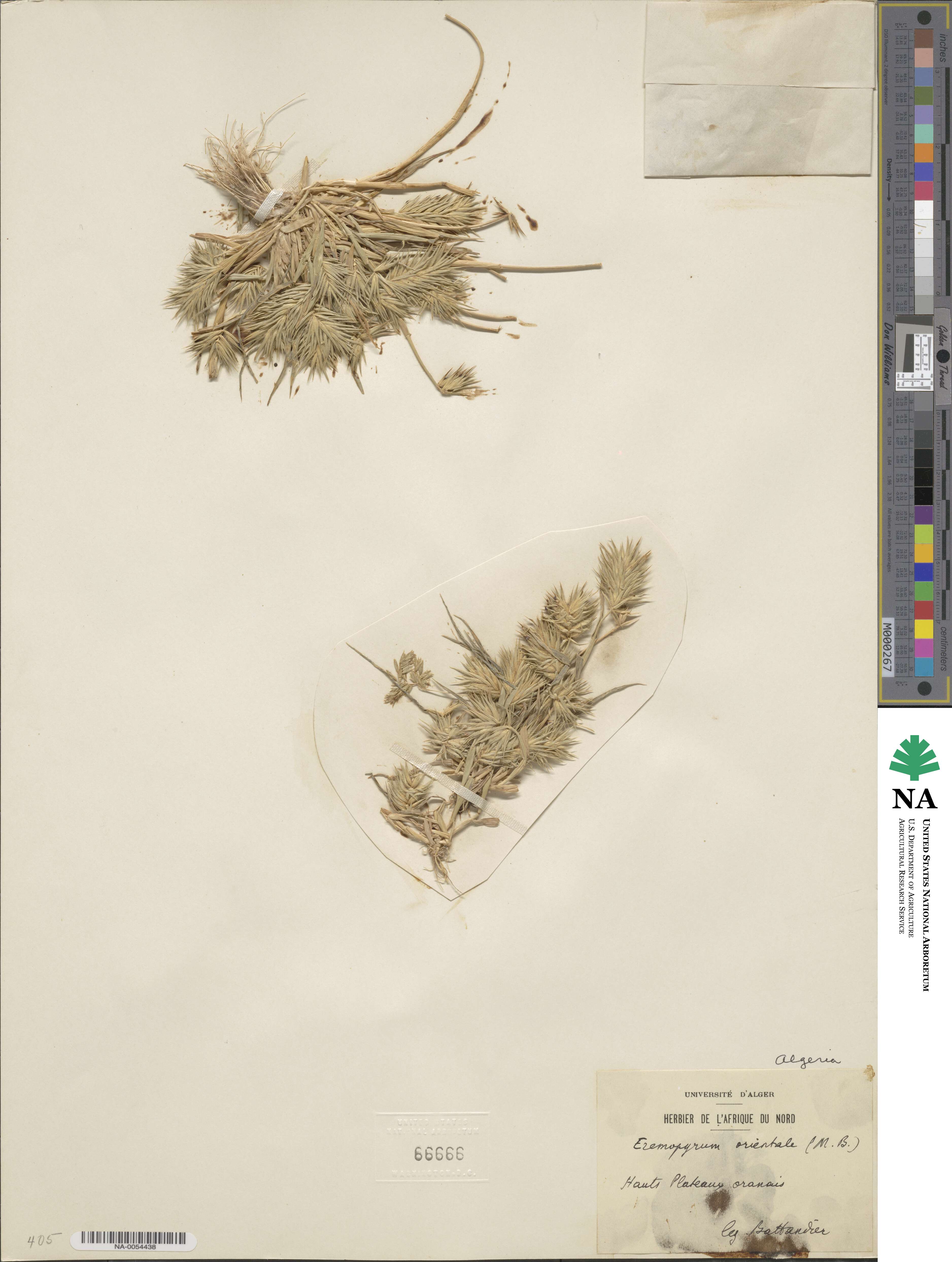 Eremopyrum orientale image