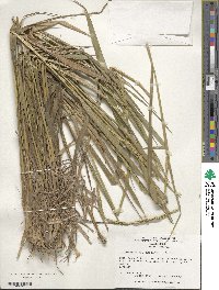 Image of Elymus abolinii