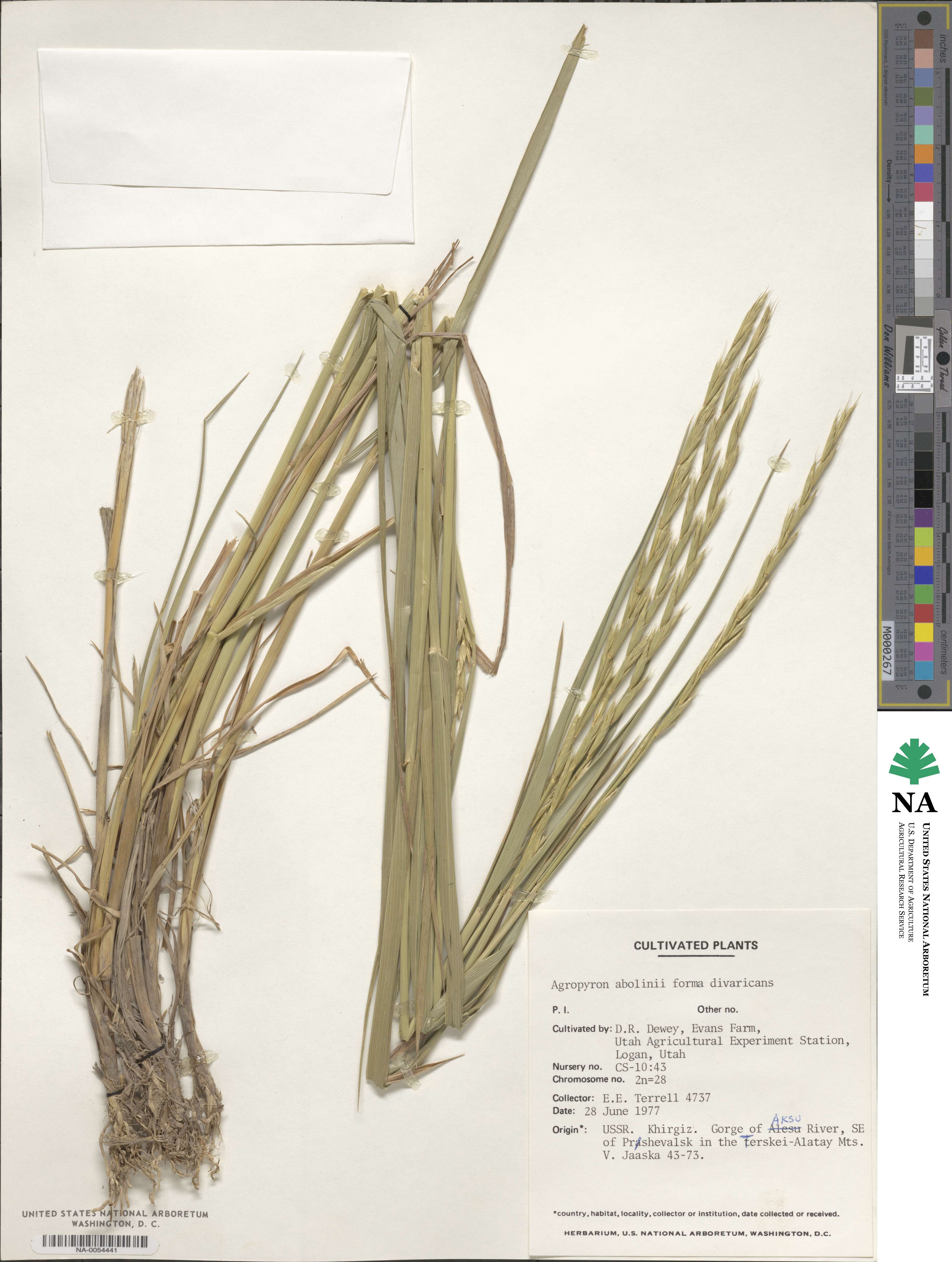 Elymus abolinii image