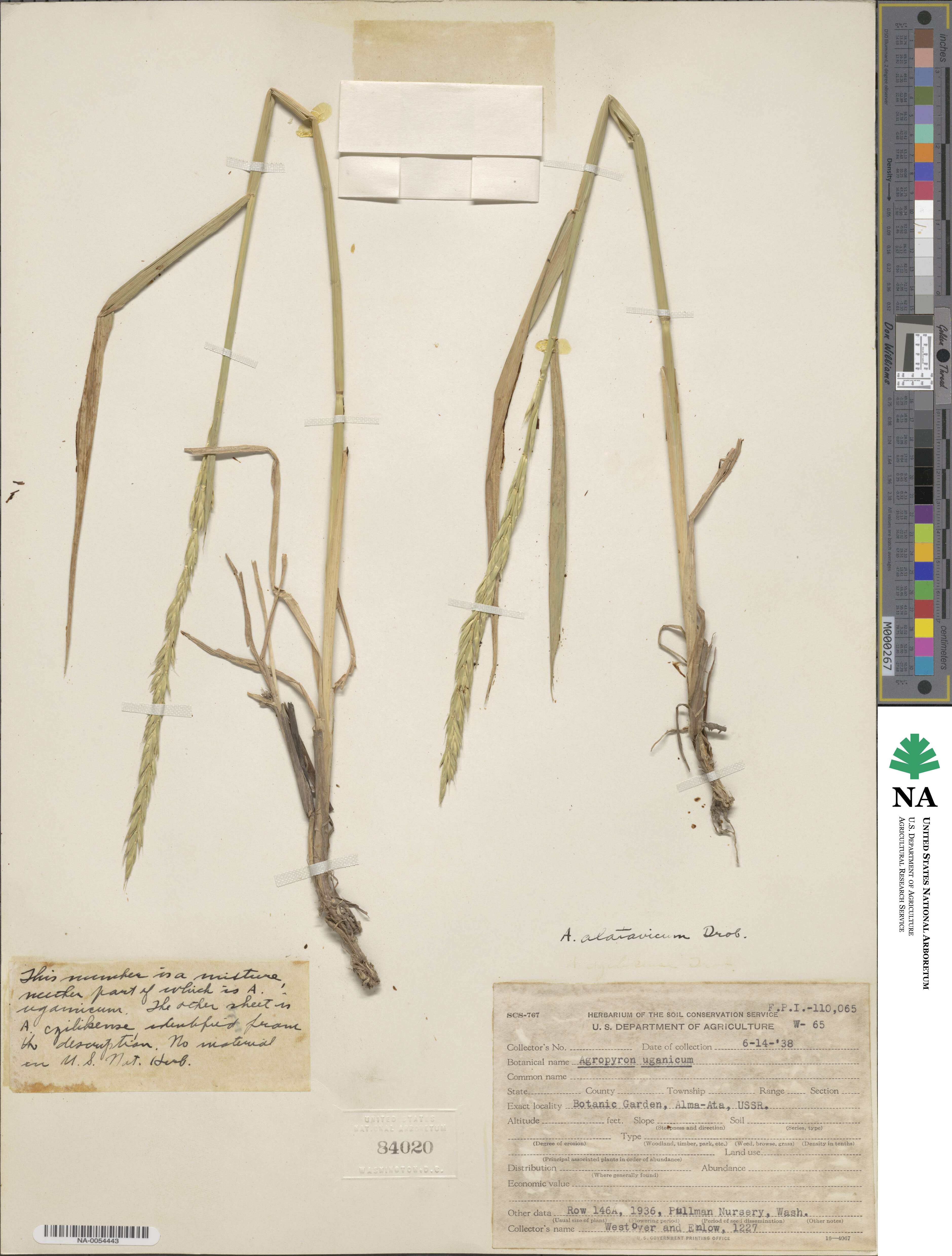 Kengyilia alatavica image