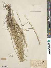 Elymus albicans image