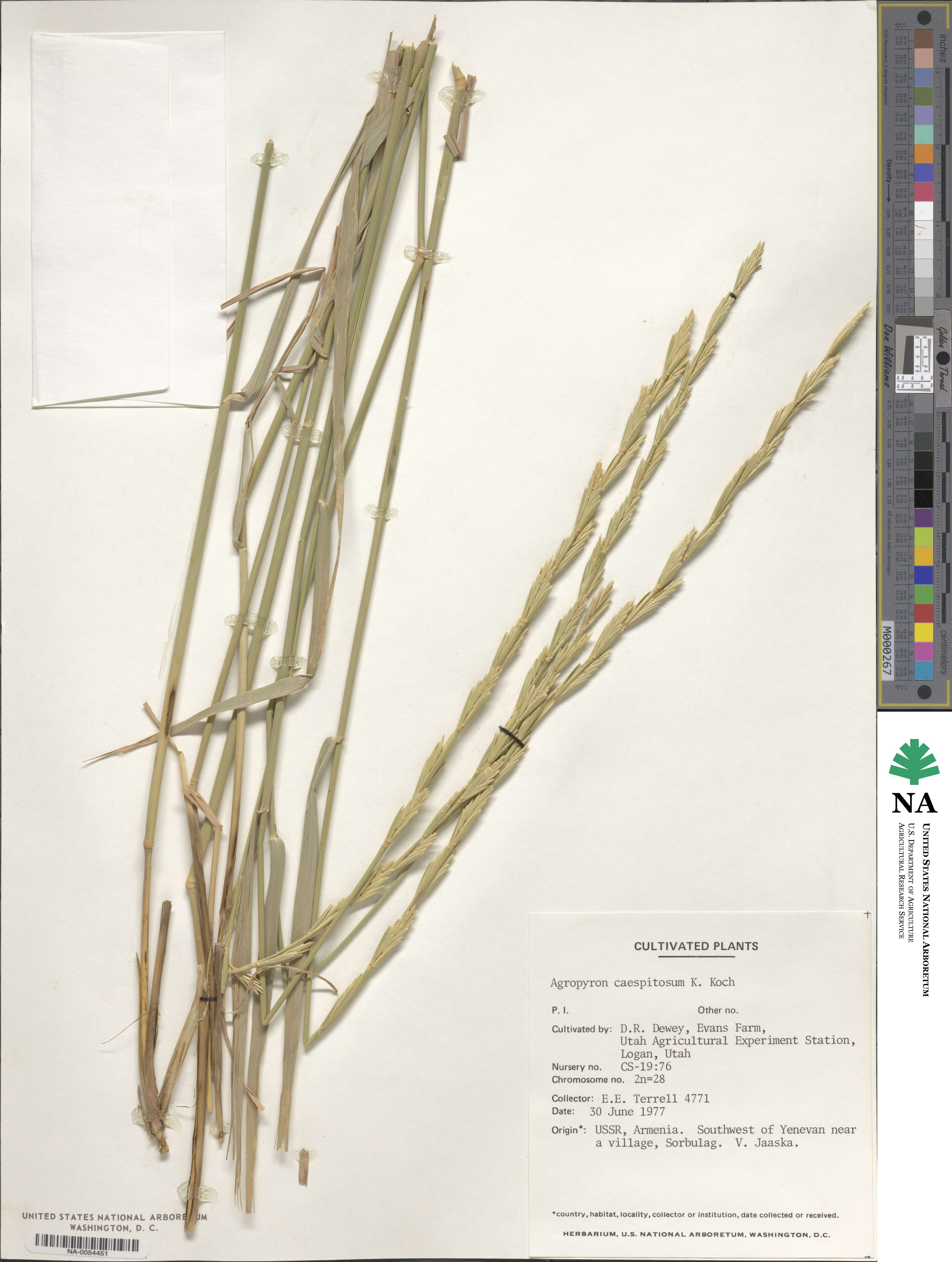 Elymus nodosus subsp. caespitosus image