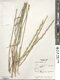 Elymus nodosus subsp. caespitosus image