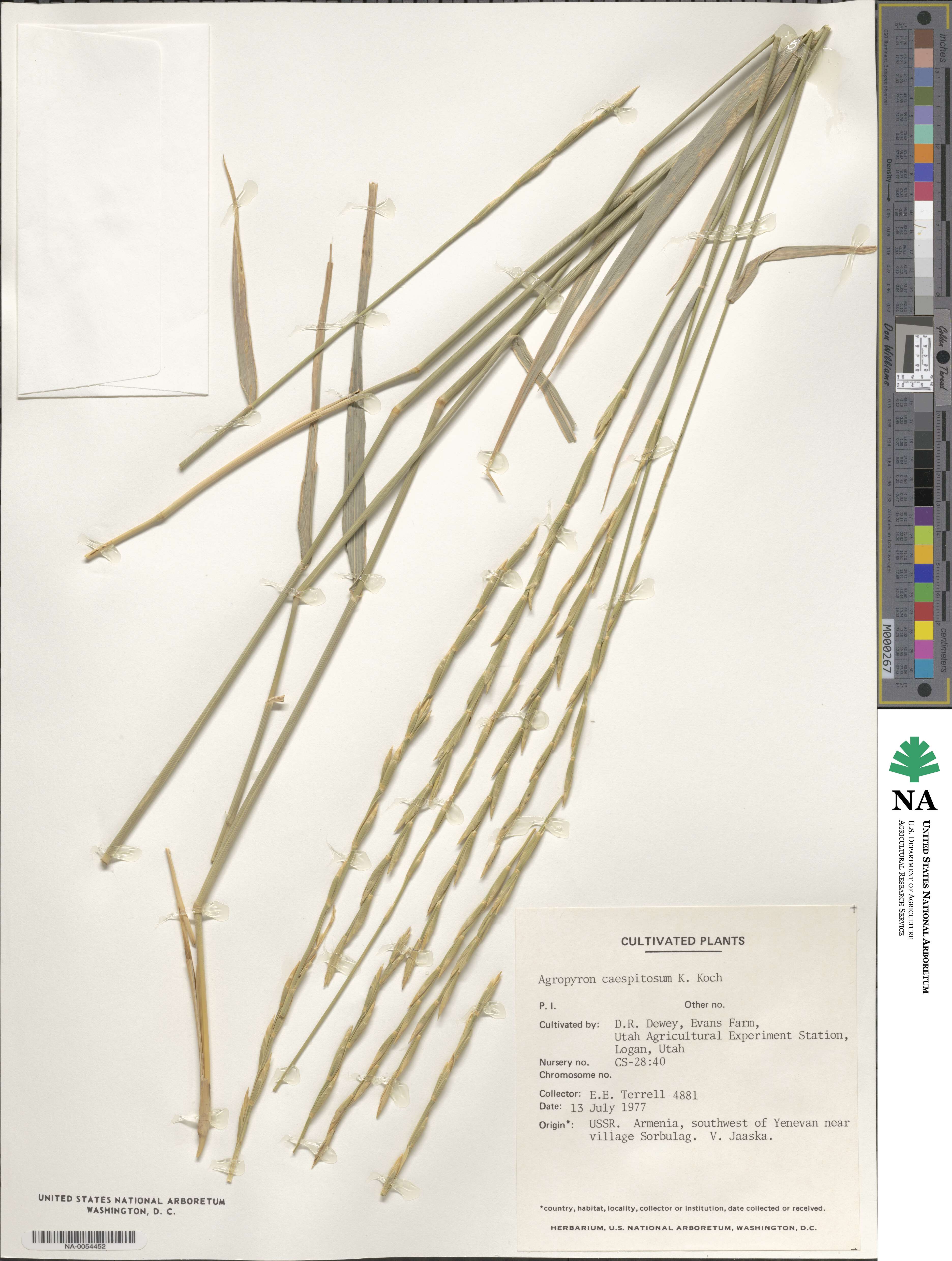 Elymus nodosus subsp. caespitosus image