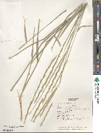 Elymus nodosus subsp. caespitosus image