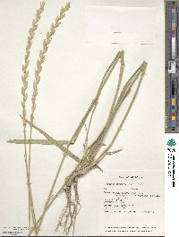 Elymus pungens image