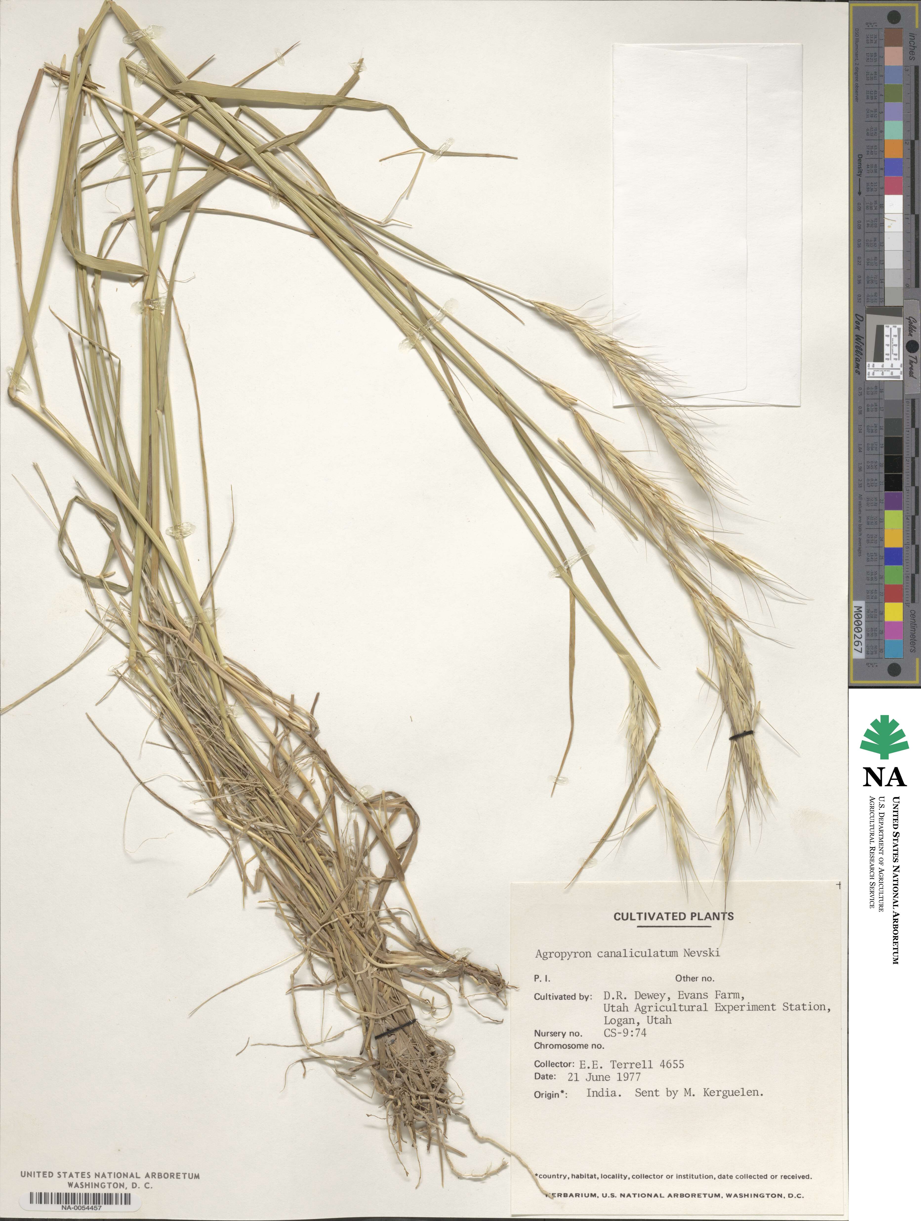 Elymus longearistatus image