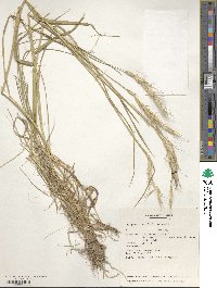 Elymus longearistatus image