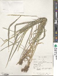 Elymus caninus image