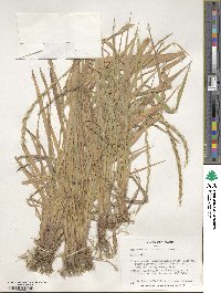 Elymus caninus image