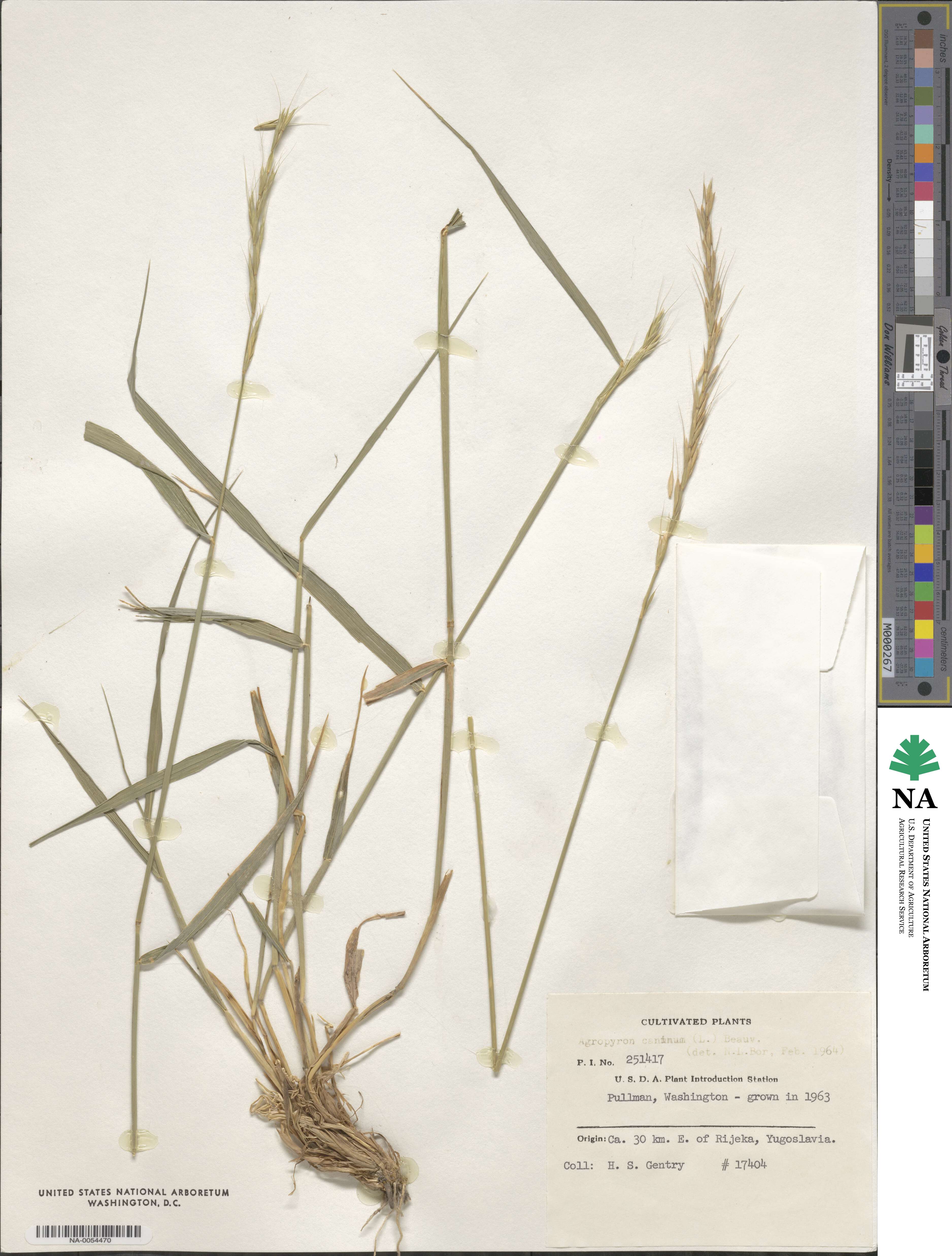 Elymus caninus image