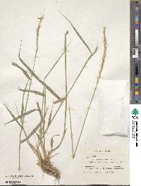 Elymus caninus image