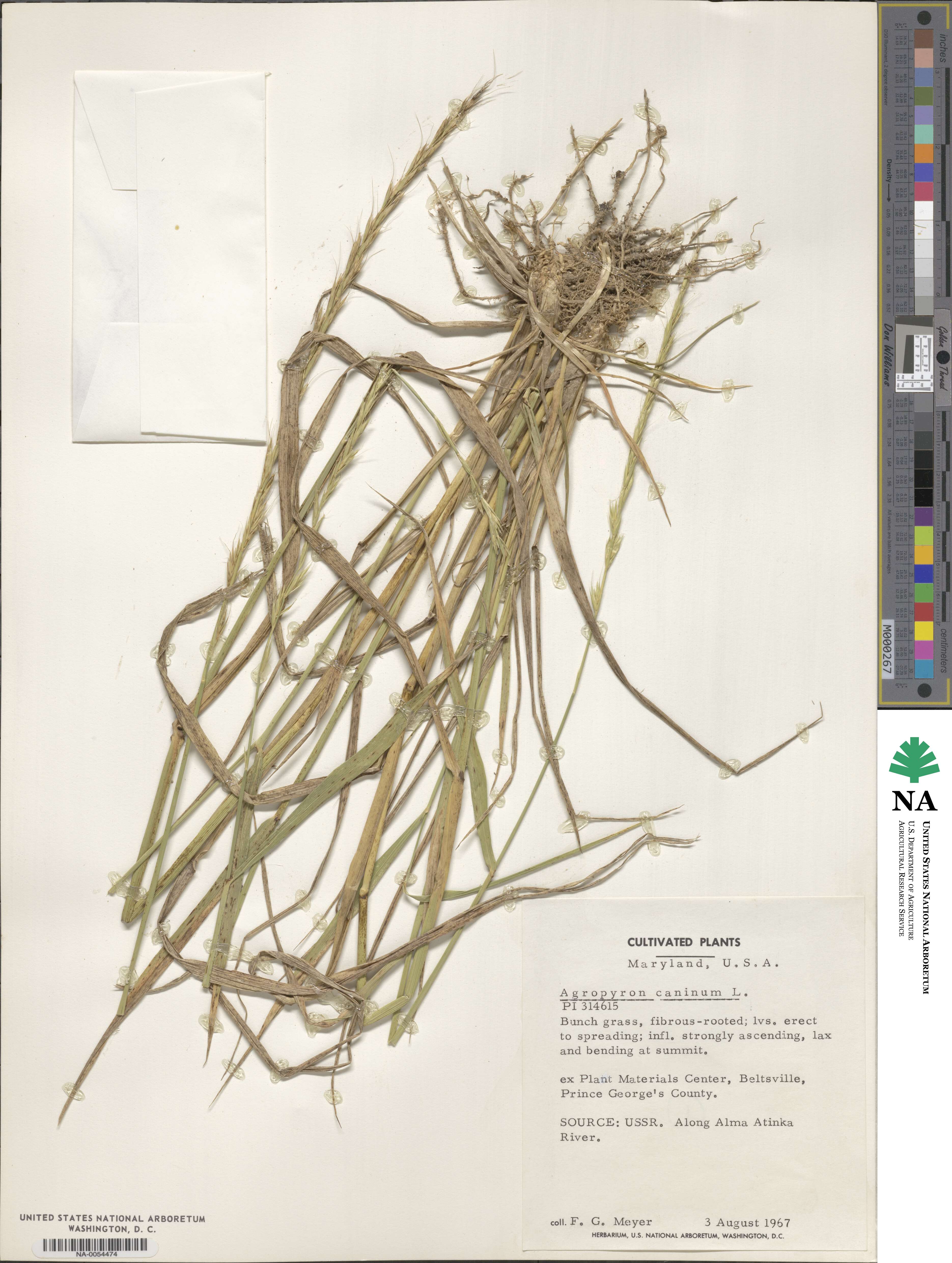Elymus caninus image
