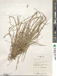 Elymus caninus image