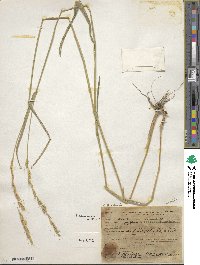 Elymus caninus image