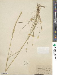 Elymus caninus image