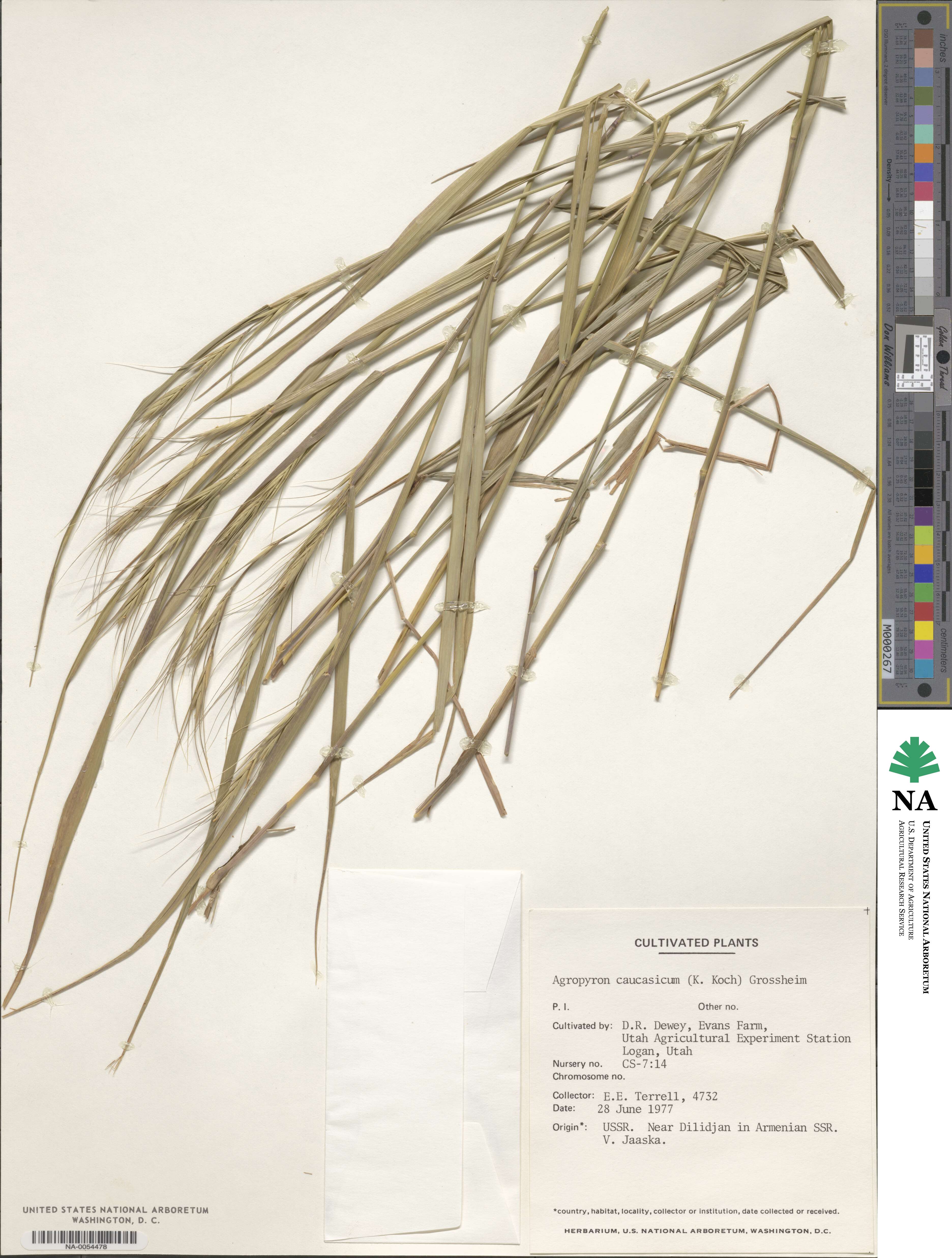 Elymus caucasicus image