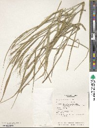 Image of Elymus caucasicus