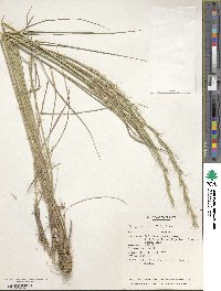 Elymus ciliaris image