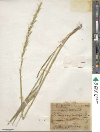 Elymus ciliaris image