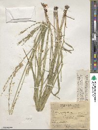 Elymus ciliaris image