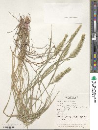 Image of Agropyron cimmericum