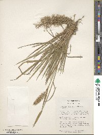 Agropyron cristatum image