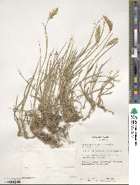 Agropyron cristatum image