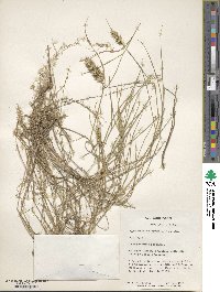 Agropyron cristatum image