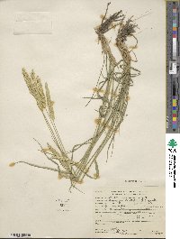 Agropyron cristatum image