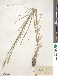 Agropyron cristatum image