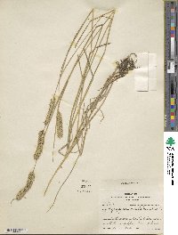 Agropyron cristatum image