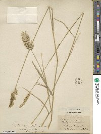 Agropyron cristatum image