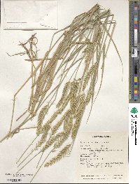 Agropyron cristatum image