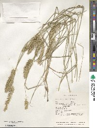 Agropyron cristatum image