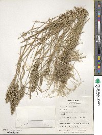 Agropyron cristatum image