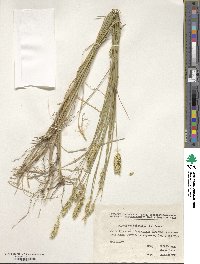 Agropyron cristatum image