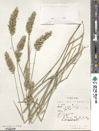 Agropyron cristatum image